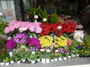 「フラワーショップ　花水木」　（大阪府堺市東区）の花屋店舗写真3
